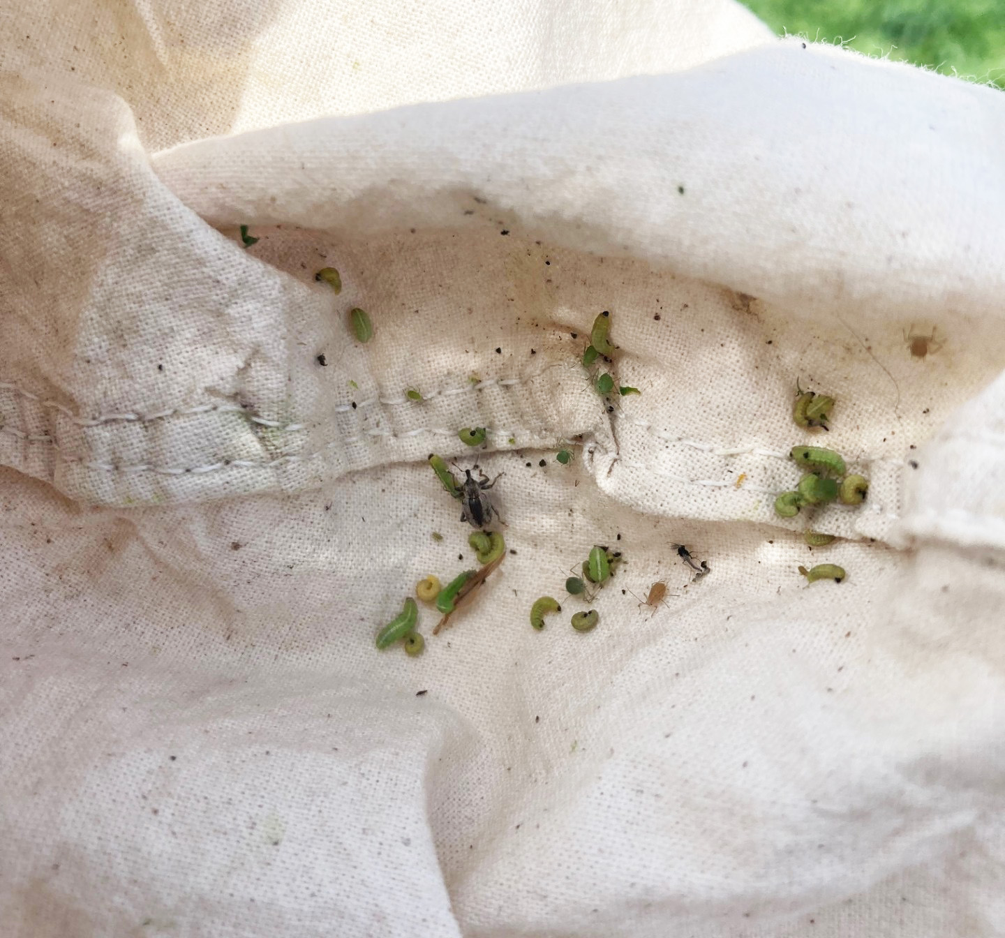 A sweep net containing alfalfa weevil larvae and an adult.